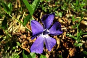 23 Vinca minor (Pervinca minore)